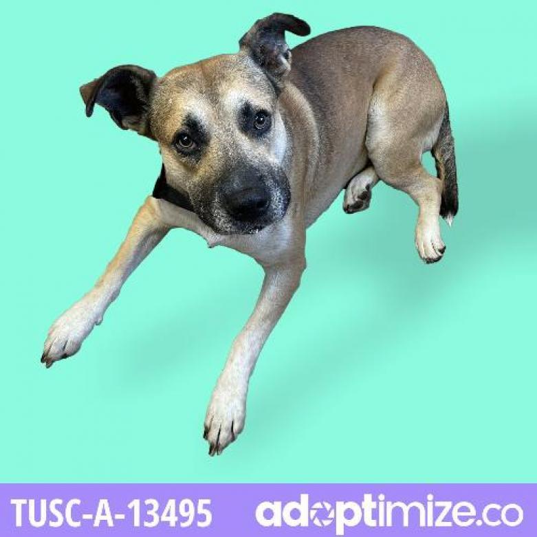 Cassian, an adoptable Shepherd, Pit Bull Terrier in Tuscaloosa, AL, 35401 | Photo Image 2