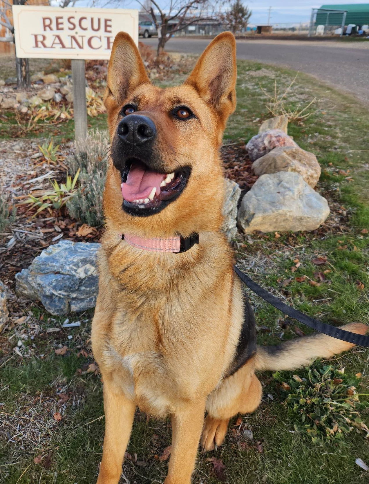 LouLou, an adoptable German Shepherd Dog in Yreka, CA, 96097 | Photo Image 1