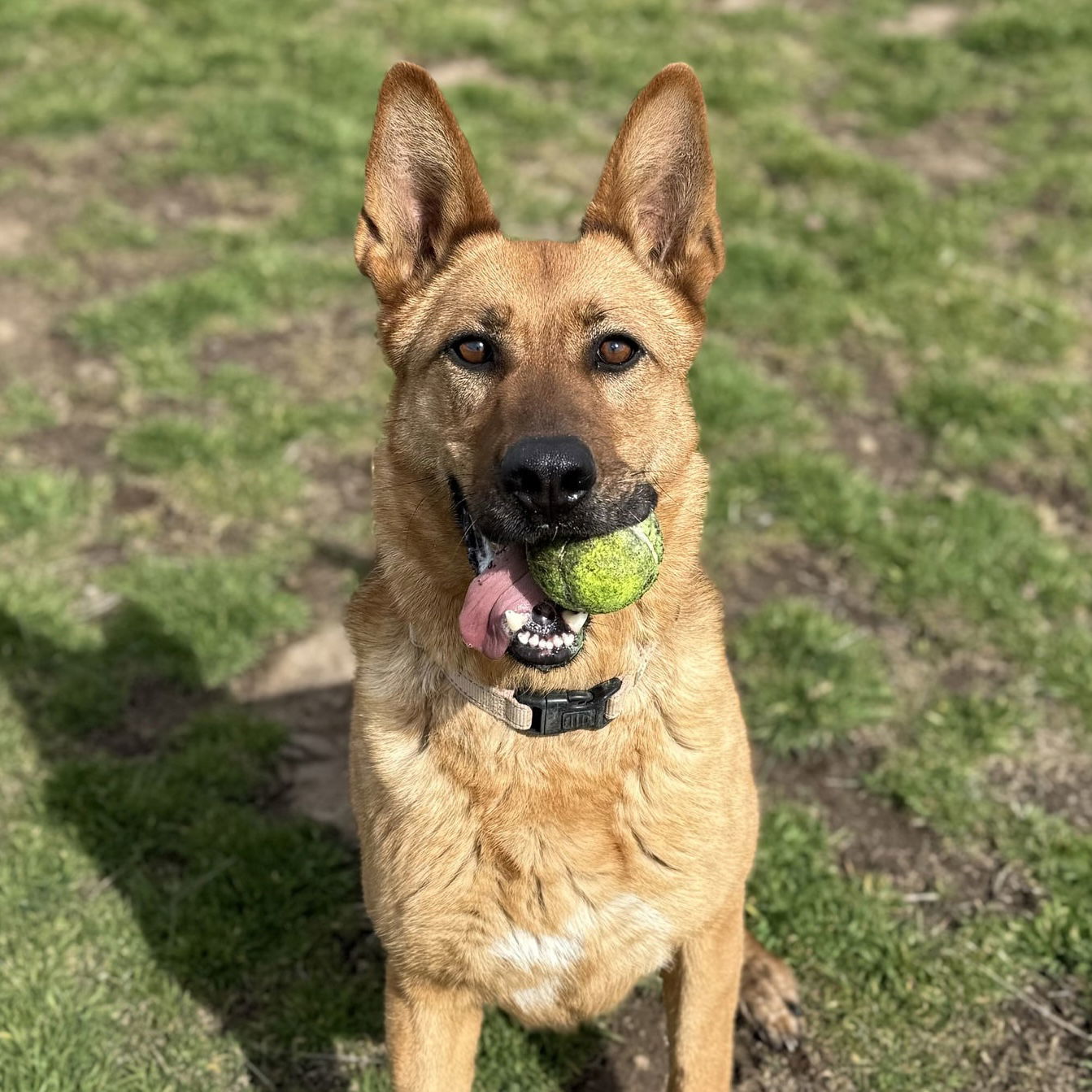 LouLou, an adoptable German Shepherd Dog in Yreka, CA, 96097 | Photo Image 1
