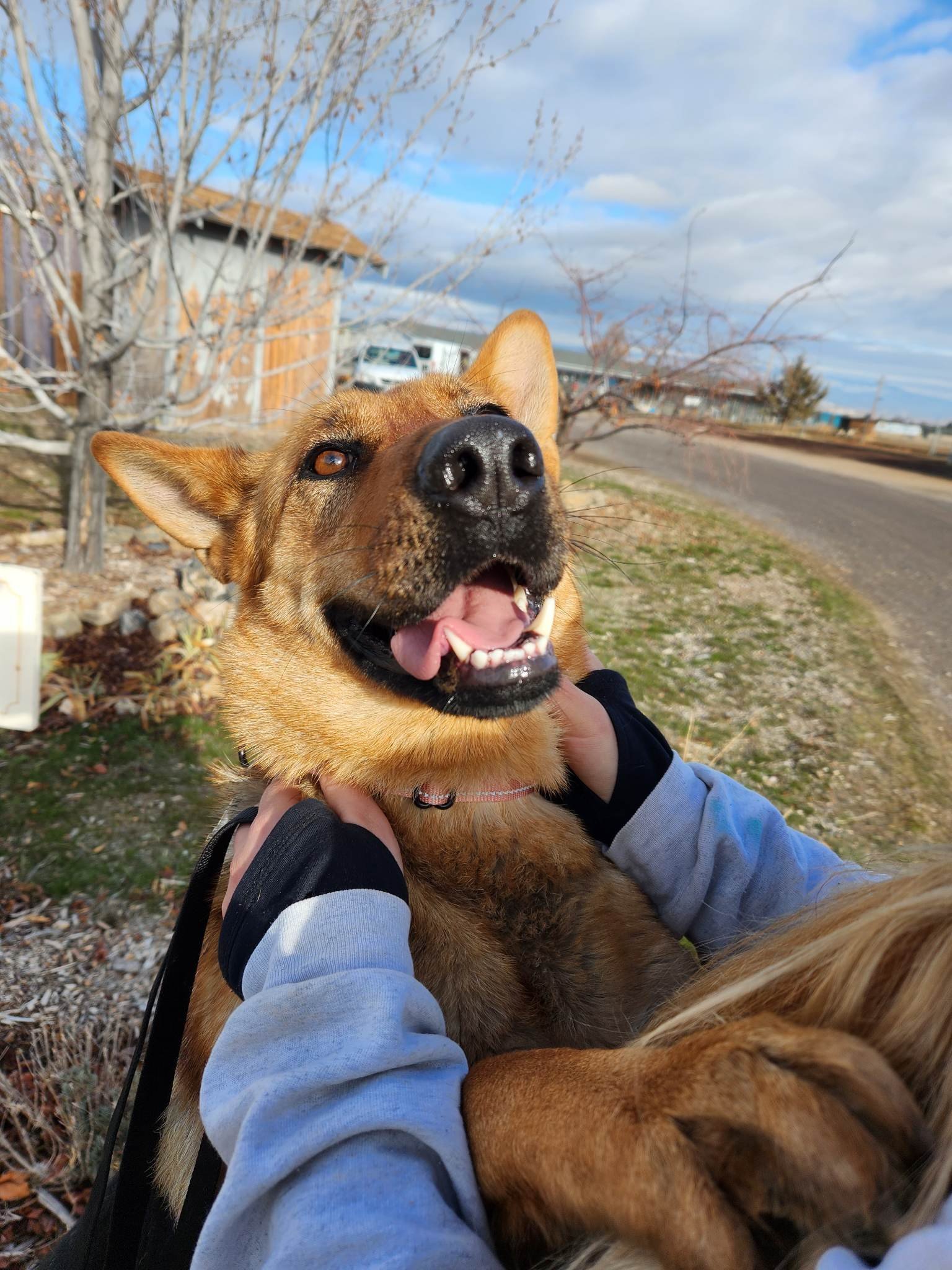 LouLou, an adoptable German Shepherd Dog in Yreka, CA, 96097 | Photo Image 2