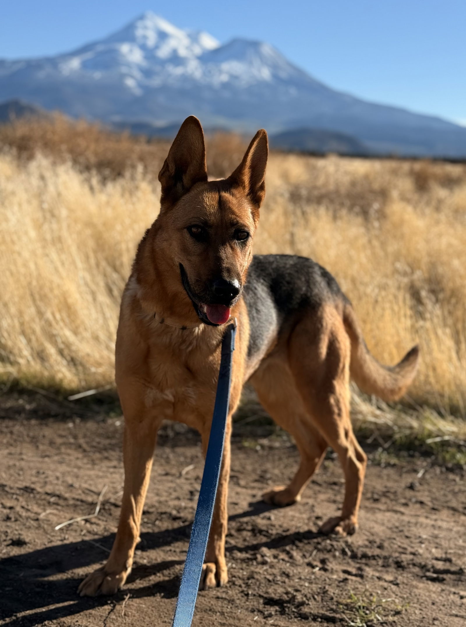 LouLou, an adoptable German Shepherd Dog in Yreka, CA, 96097 | Photo Image 2