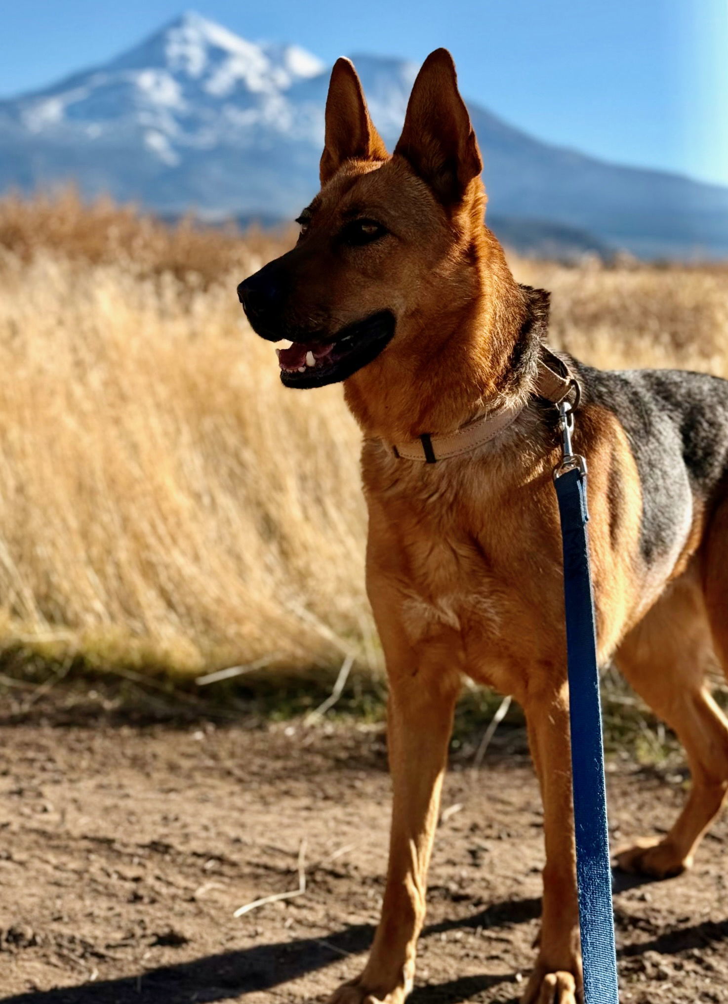 LouLou, an adoptable German Shepherd Dog in Yreka, CA, 96097 | Photo Image 2