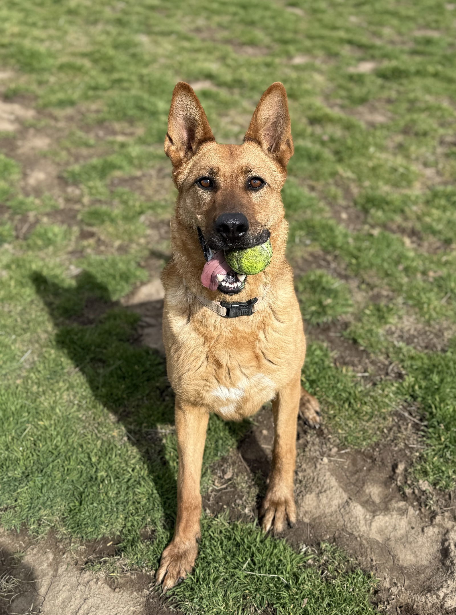 LouLou, an adoptable German Shepherd Dog in Yreka, CA, 96097 | Photo Image 2