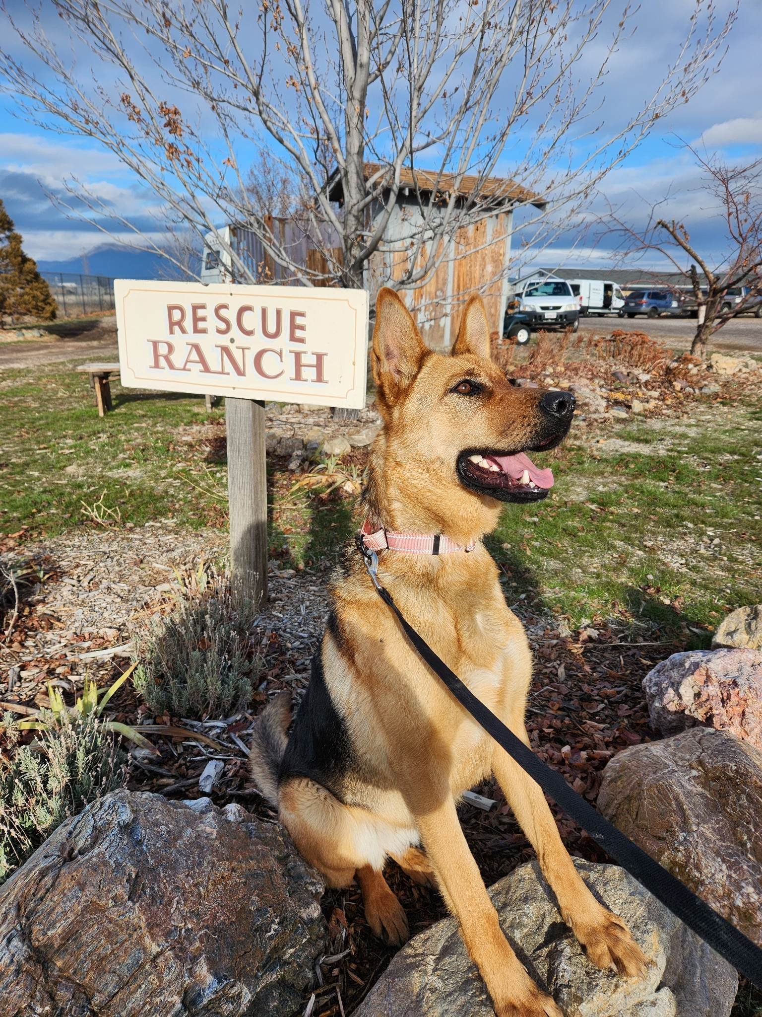 LouLou, an adoptable German Shepherd Dog in Yreka, CA, 96097 | Photo Image 3