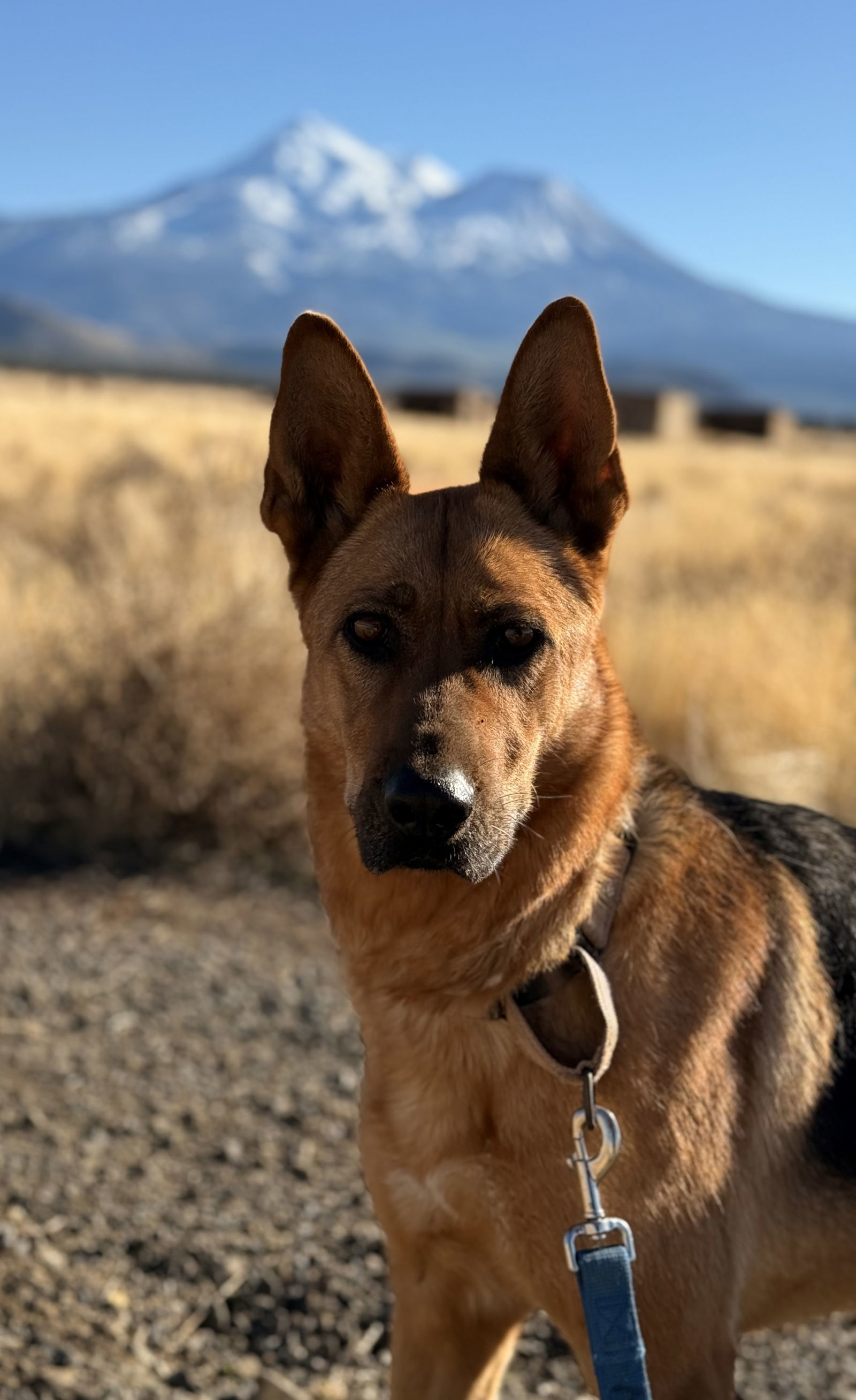 LouLou, an adoptable German Shepherd Dog in Yreka, CA, 96097 | Photo Image 3