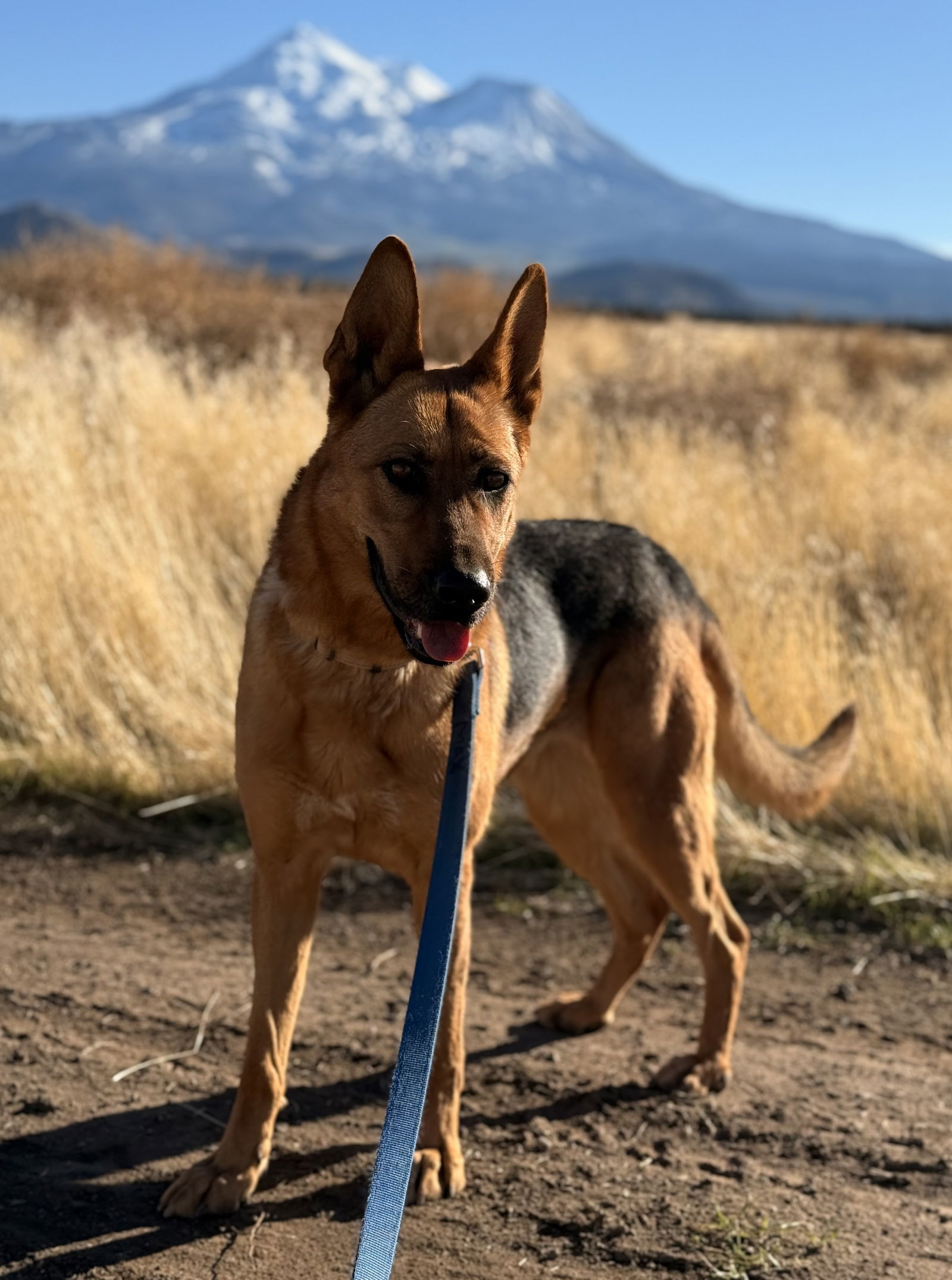 LouLou, an adoptable German Shepherd Dog in Yreka, CA, 96097 | Photo Image 3