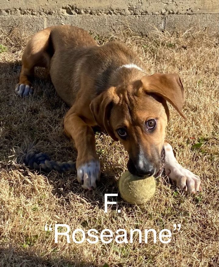 Roseanne 1