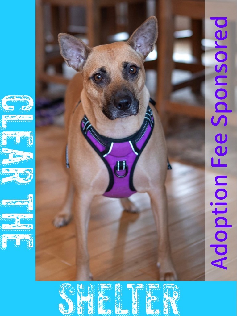 Trace - Forget Me Not Promo, an adoptable Terrier in Savage, MN, 55378 | Photo Image 1