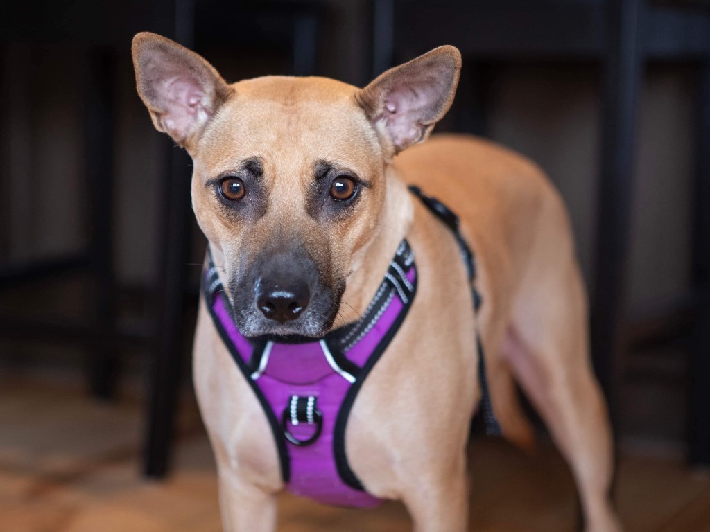 Trace, an adoptable Pit Bull Terrier, Miniature Pinscher in Savage, MN, 55378 | Photo Image 2