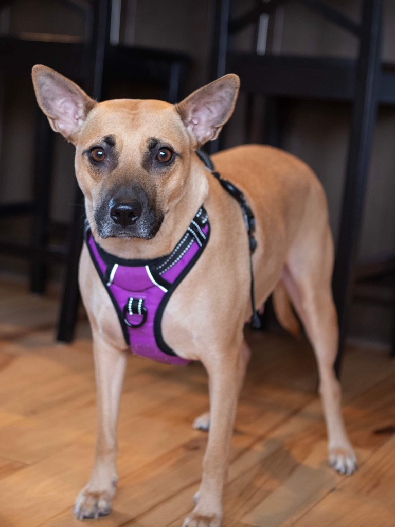 Trace, an adoptable Pit Bull Terrier, Miniature Pinscher in Savage, MN, 55378 | Photo Image 4