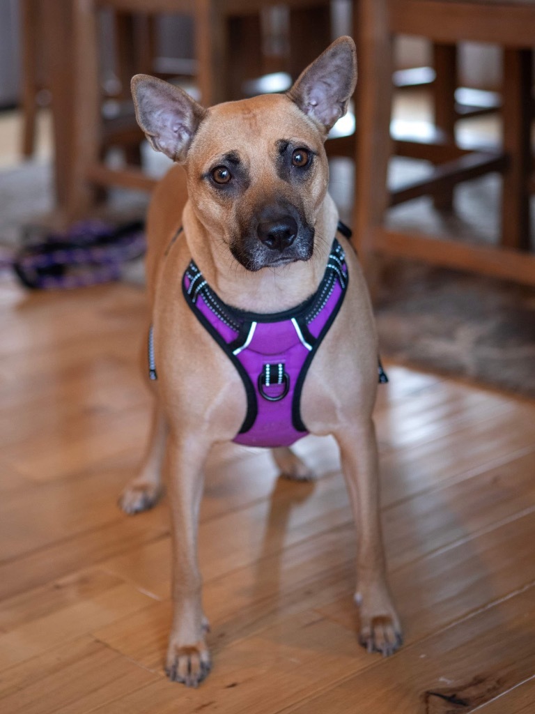 Trace - Forget Me Not Promo, an adoptable Terrier in Savage, MN, 55378 | Photo Image 5