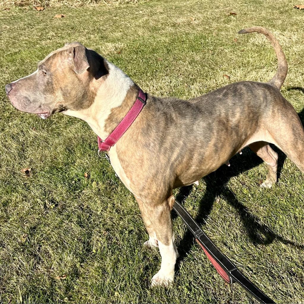 Autumn, an adoptable Pit Bull Terrier in Kittanning, PA, 16201 | Photo Image 2