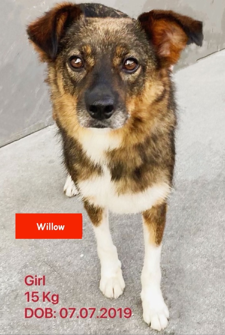 Dog for adoption - Willow , a Swedish Vallhund in West Hollywood, CA ...