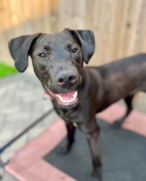 Meet Finn a charming 10-month-old lab mix This delightful pup is on the lookou