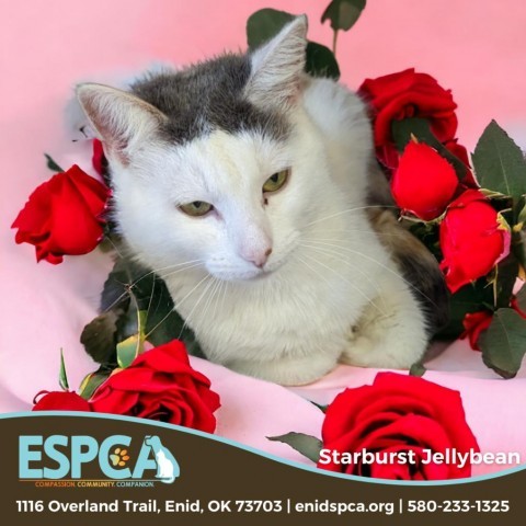 Starburst Jellybean, an adoptable Domestic Short Hair in Enid, OK, 73703 | Photo Image 1