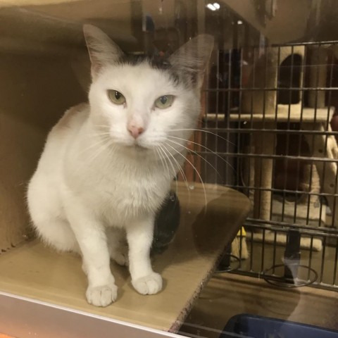 Starburst Jellybean, an adoptable Domestic Short Hair in Enid, OK, 73703 | Photo Image 2