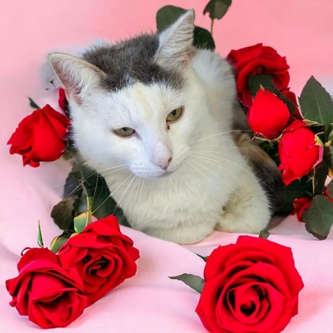 Starburst Jellybean, an adoptable Domestic Short Hair in Enid, OK, 73703 | Photo Image 2