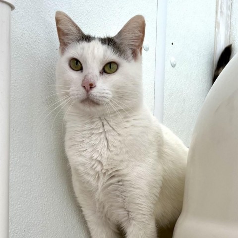 Starburst Jellybean, an adoptable Domestic Short Hair in Enid, OK, 73703 | Photo Image 4