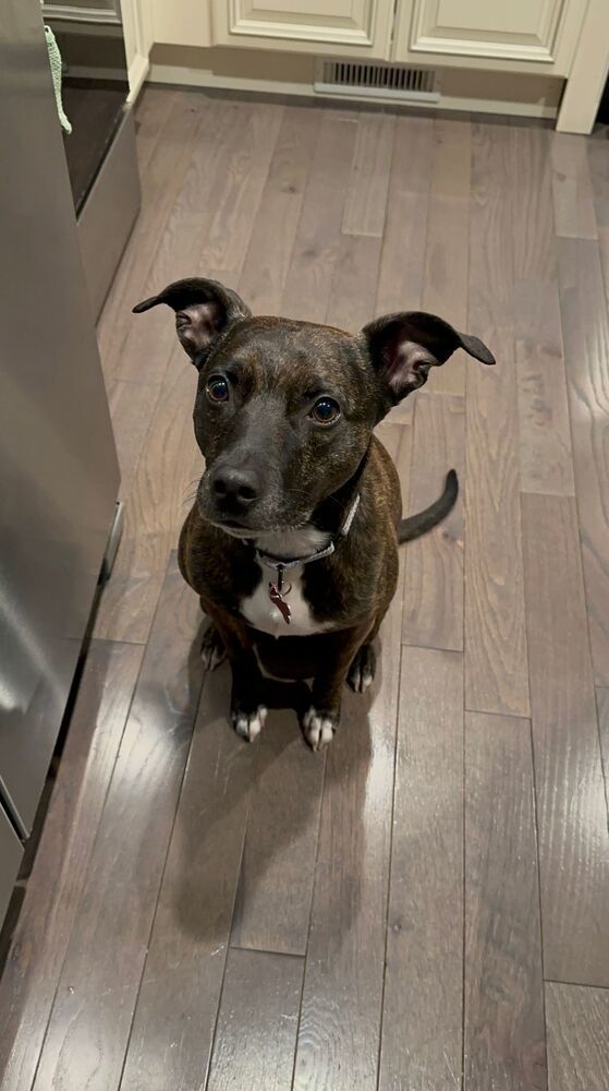 Ezran Elliott, an adoptable Mountain Cur in Boston, MA, 02113 | Photo Image 1