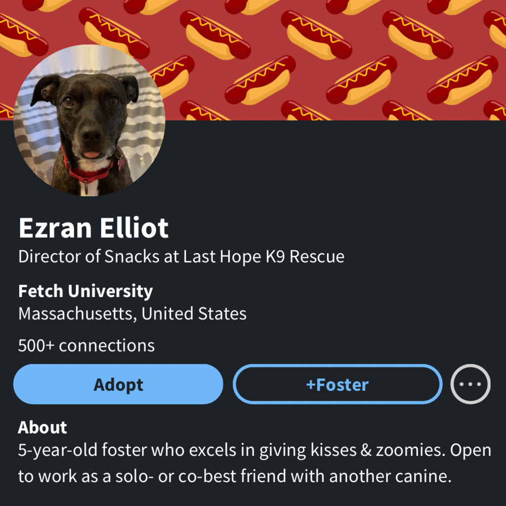 Ezran Elliott, an adoptable Mountain Cur in Boston, MA, 02113 | Photo Image 2