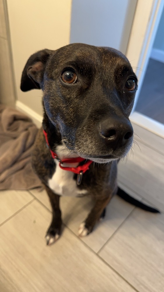 Ezran Elliott, an adoptable Mountain Cur in Boston, MA, 02113 | Photo Image 6