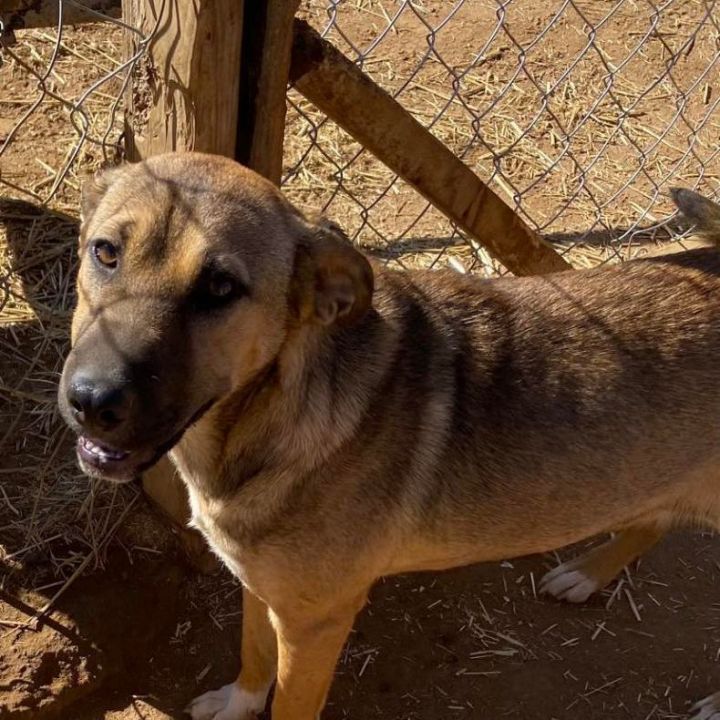 Dog for adoption Beatrice a German Shepherd Dog Mix in