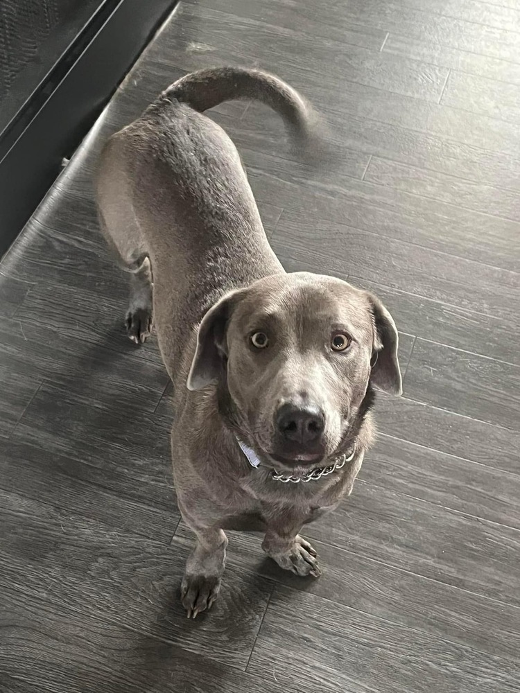 Dog for adoption - Ivy, a Labrador Retriever Mix in Mooresville, NC ...