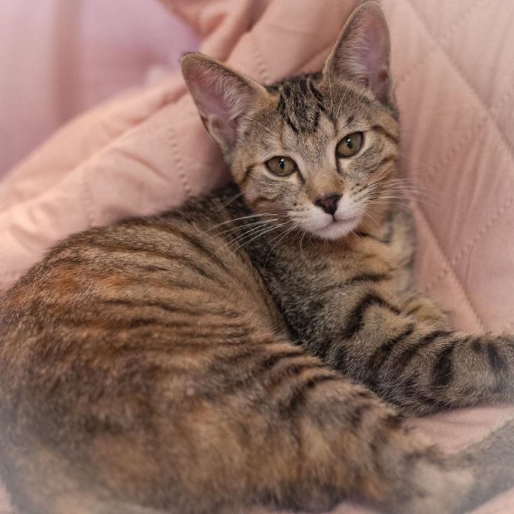 Noble, an adopted Torbie in Ponte Vedra, FL_image-3