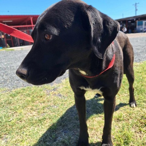 Holly, an adoptable Black Labrador Retriever in Harlingen, TX, 78550 | Photo Image 1