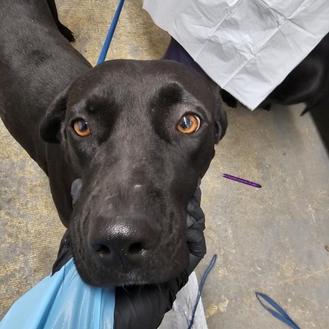 Holly, an adoptable Black Labrador Retriever in Harlingen, TX, 78550 | Photo Image 2