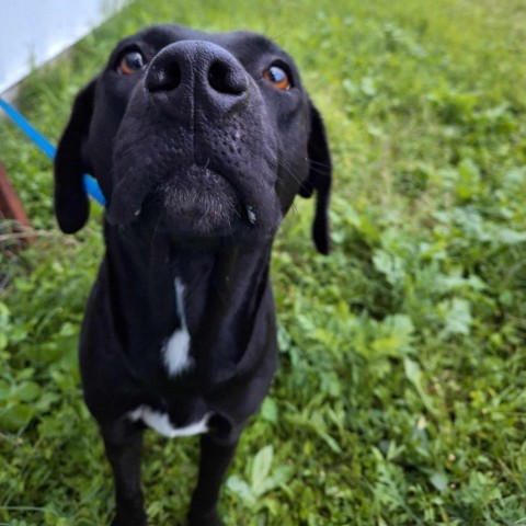 Holly, an adoptable Black Labrador Retriever in Harlingen, TX, 78550 | Photo Image 3