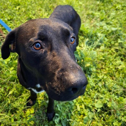 Holly, an adoptable Black Labrador Retriever in Harlingen, TX, 78550 | Photo Image 4