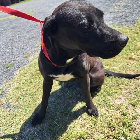 Holly, an adoptable Black Labrador Retriever in Harlingen, TX, 78550 | Photo Image 5