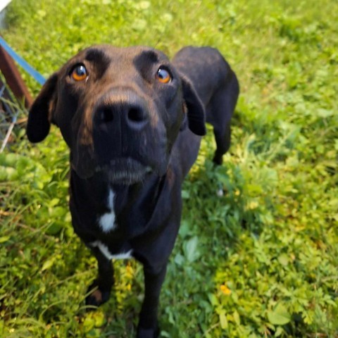 Holly, an adoptable Black Labrador Retriever in Harlingen, TX, 78550 | Photo Image 6