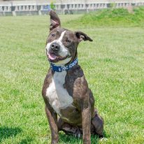 Papi, an adoptable Staffordshire Bull Terrier in Omaha, NE, 68164 | Photo Image 1