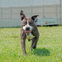 Papi, an adoptable Staffordshire Bull Terrier in Omaha, NE, 68164 | Photo Image 2