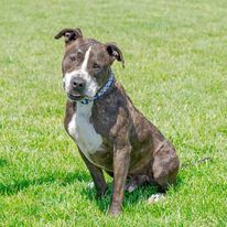 Papi, an adoptable Staffordshire Bull Terrier in Omaha, NE, 68164 | Photo Image 3