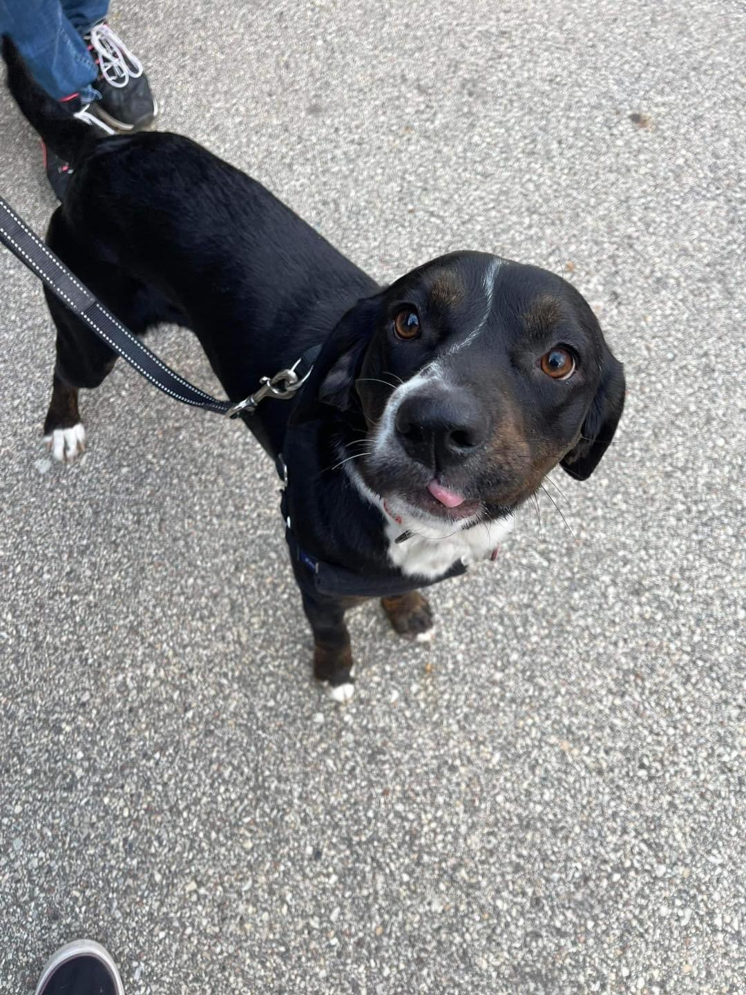 Buffy, an adoptable English Springer Spaniel, Bluetick Coonhound in Little Chute, WI, 54140 | Photo Image 6