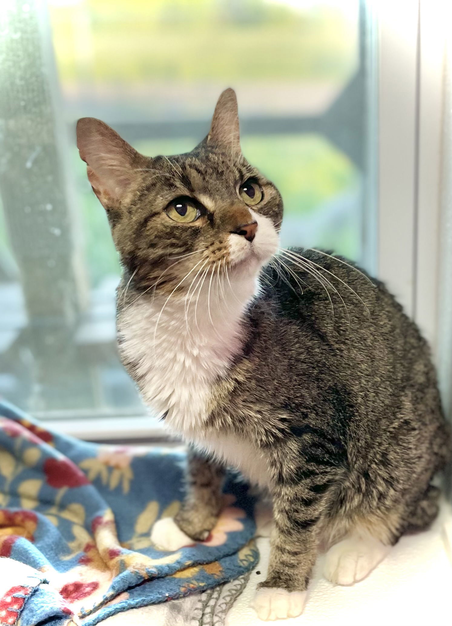 Georgie, an adoptable Domestic Short Hair in Estherville, IA, 51334 | Photo Image 1