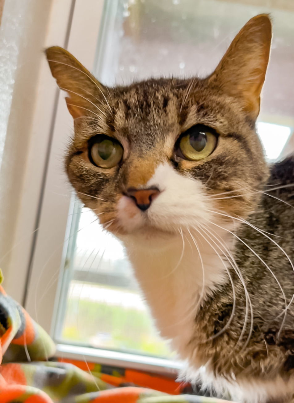 Georgie, an adoptable Domestic Short Hair in Estherville, IA, 51334 | Photo Image 2