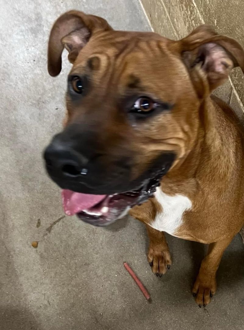Dog for adoption Vin Diesel, a Boxer Mix in Independence, KS Petfinder