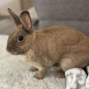 Avery Cinnamon Rabbit