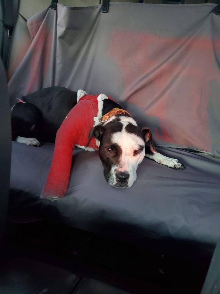 Marshmallow, an adoptable American Bulldog in Louisville, KY_image-5