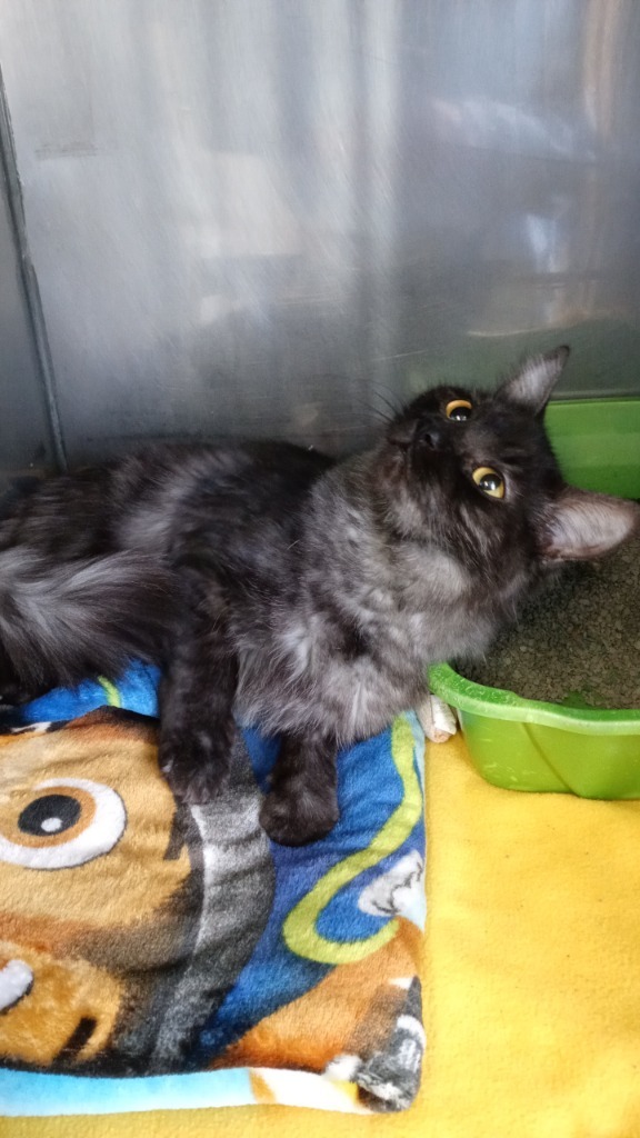 Cat for adoption - Stormie, a Domestic Medium Hair in Virginia, MN ...