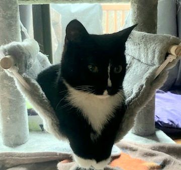 UPDATE** Patches has been adopted! - CNY Cat Coalition