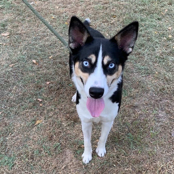 Australian shepherd best sale husky puppy