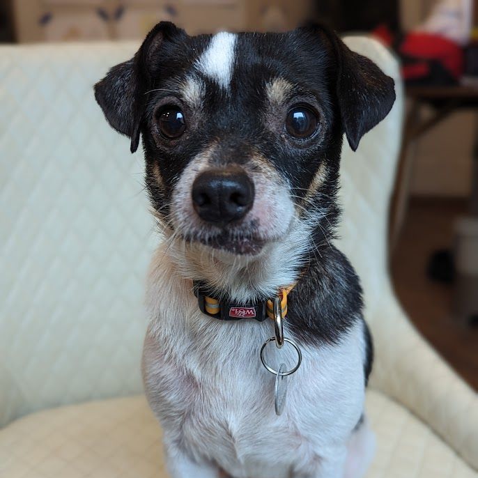 Black and white jack russell hot sale chihuahua mix