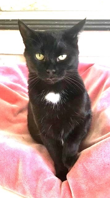 Jinx, an adoptable Domestic Short Hair in Ogden, UT, 84409 | Photo Image 1