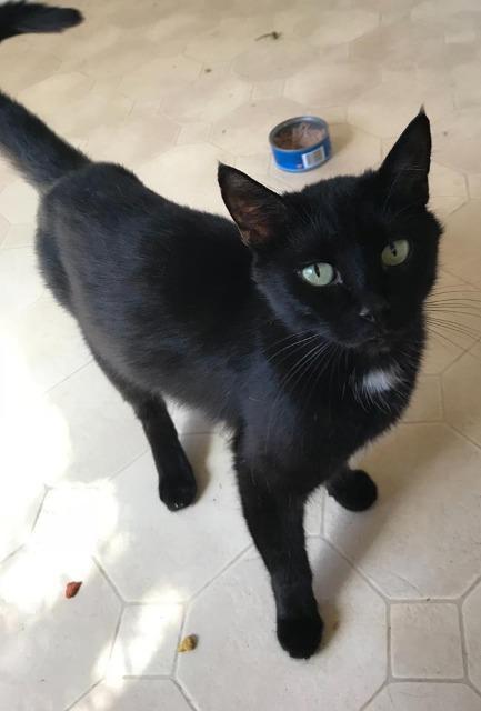 Jinx, an adoptable Domestic Short Hair in Ogden, UT, 84409 | Photo Image 2