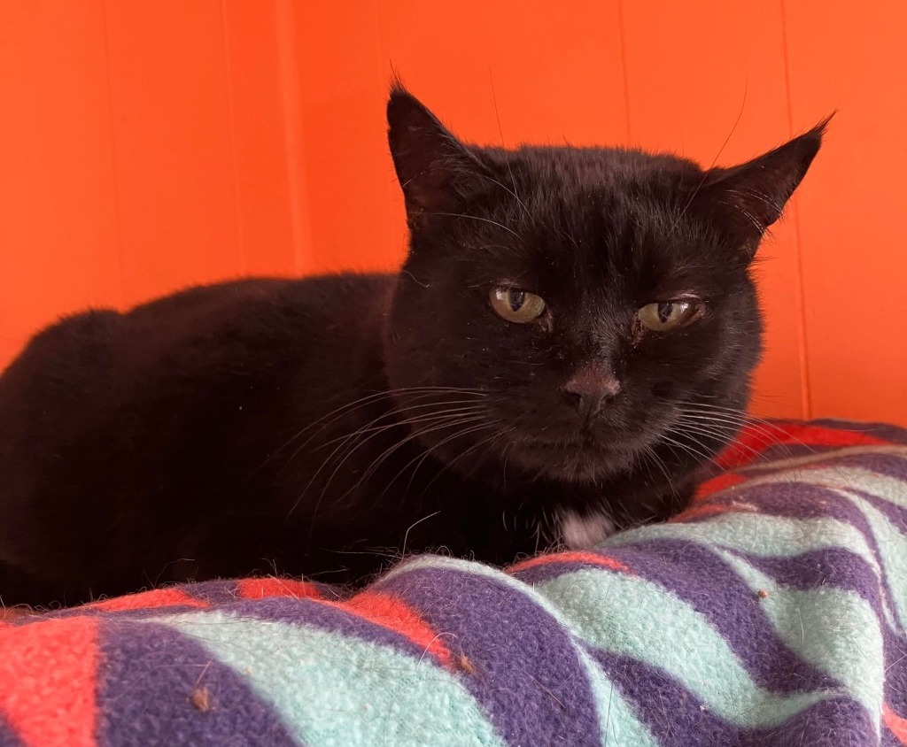 Jinx, an adoptable Domestic Short Hair in Ogden, UT, 84409 | Photo Image 4